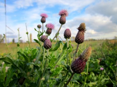 20121028Hockenheimer_Rheinbogen08