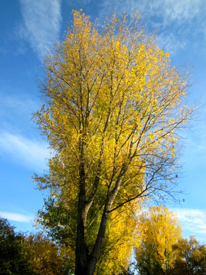 20121028Pappeln_Kraichbach_Hockenheim2