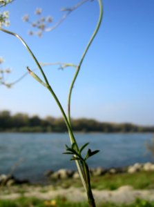 20121024Rhein_Altlussheim1
