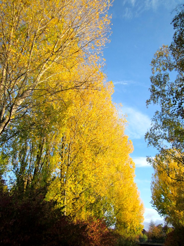 20121028Pappeln_Kraichbach_Hockenheim1