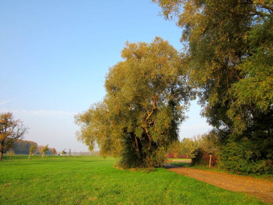 20121023Silberweide_Rhein