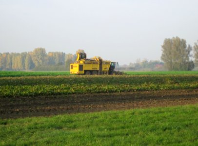 20121022Zuckerruebenernte_Ketsch1
