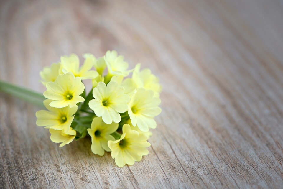 Yellow flowers pointed flower early bloomer