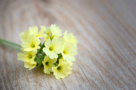 Yellow flowers pointed flower early bloomer photo