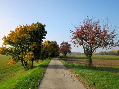 20121023Ahorn_Birne_Hockenheimer_Rheinbogen