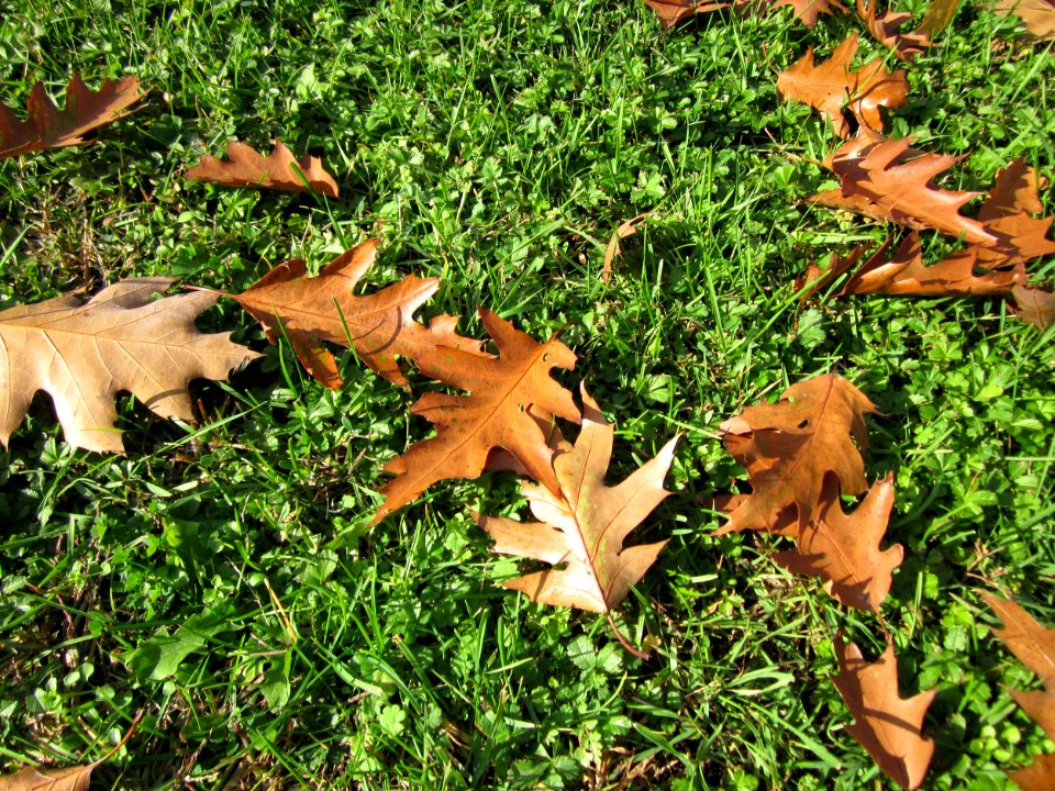 20121028Roteiche_Hockenheim2