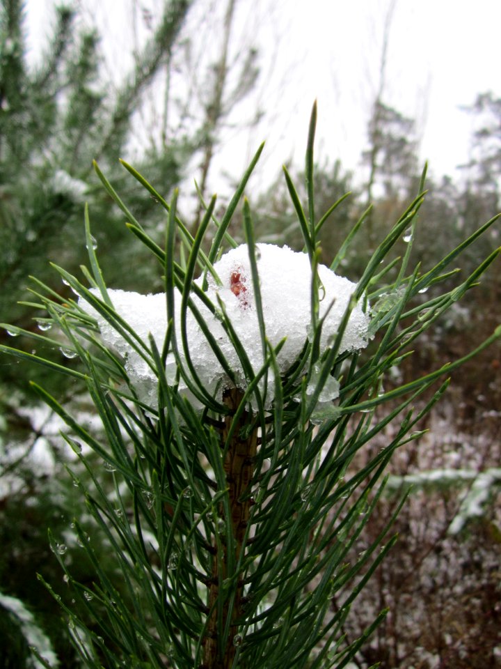 20121202Schwetzinger_Hardt05