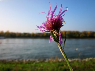 20121023Centaurea_scabiosa4 photo