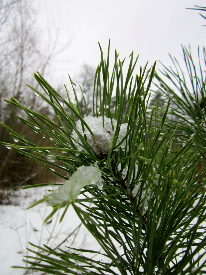 20121202Schwetzinger_Hardt06