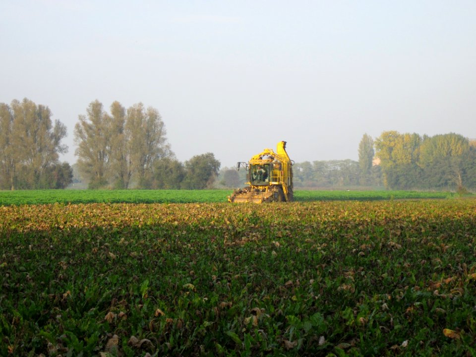 20121022Zuckerruebenernte_Ketsch2