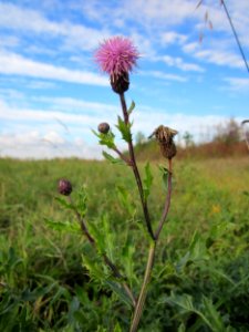20121028Hockenheimer_Rheinbogen12