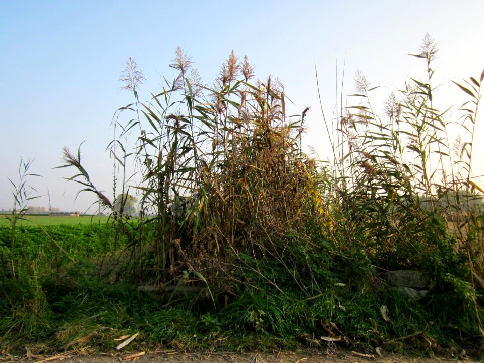 20121024Schilf_Hockenheimer_Rheinbogen