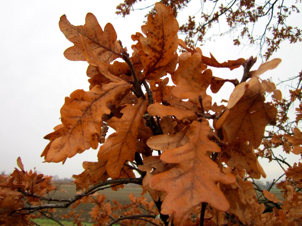 20121123Eiche_Hockenheim1