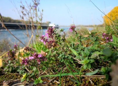 20121024Thymian_Altlussheim