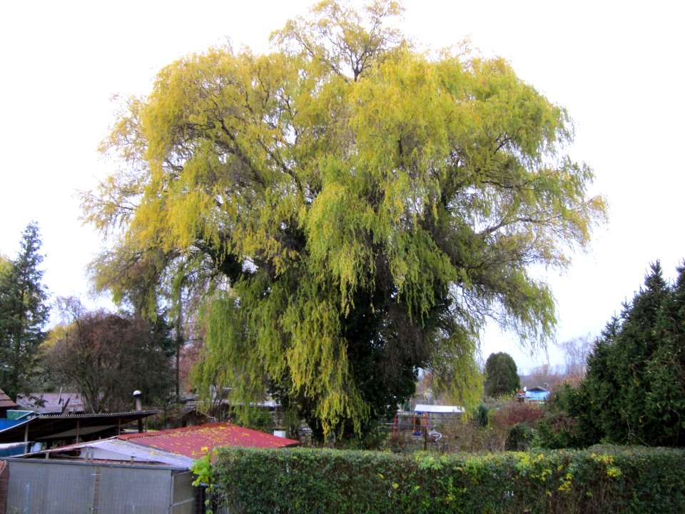 20121127Korkenzieherweide_Hockenheim2