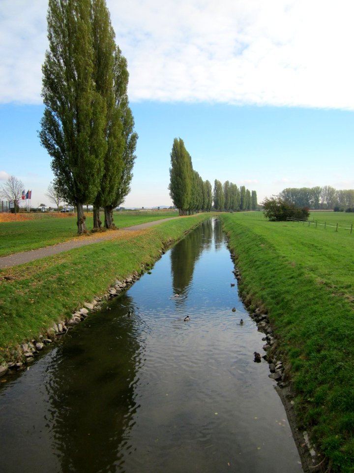 20121029Pappeln_Kraichbach_Hockenheim1