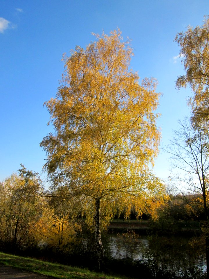 20121106Birke_Saarbruecken