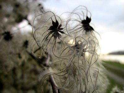 20121130Waldrebe_Rhein2