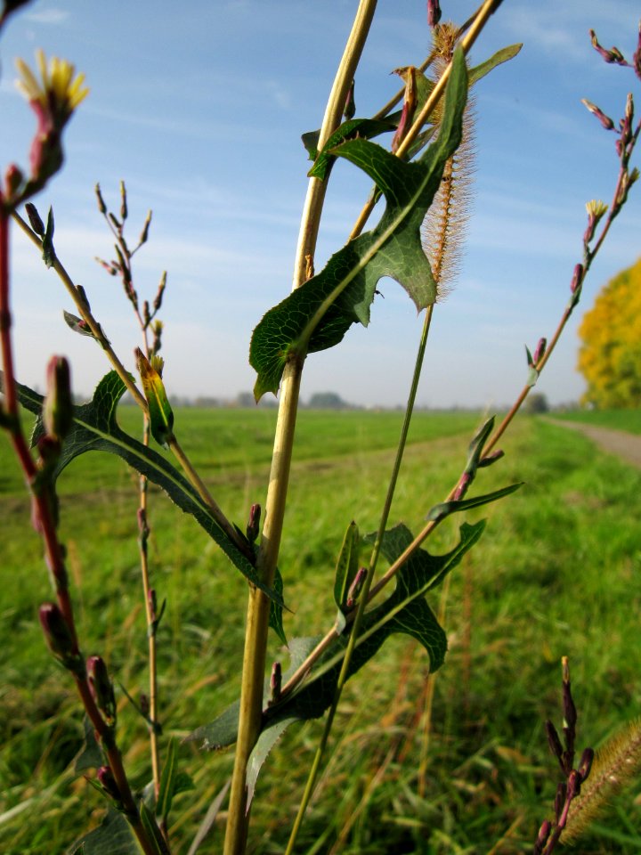 20121022Stachel-Lattich2