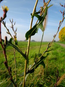 20121022Stachel-Lattich2