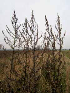 20121123Beifuss_Hockenheim1
