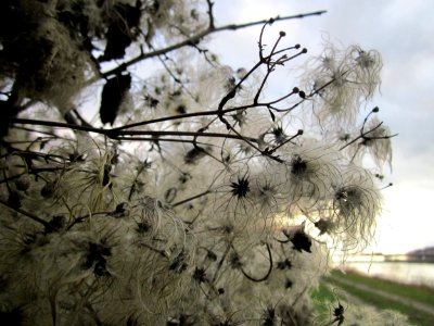 20121130Waldrebe_Rhein1