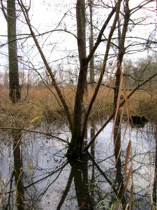 20121130Ketscher_Altrhein3