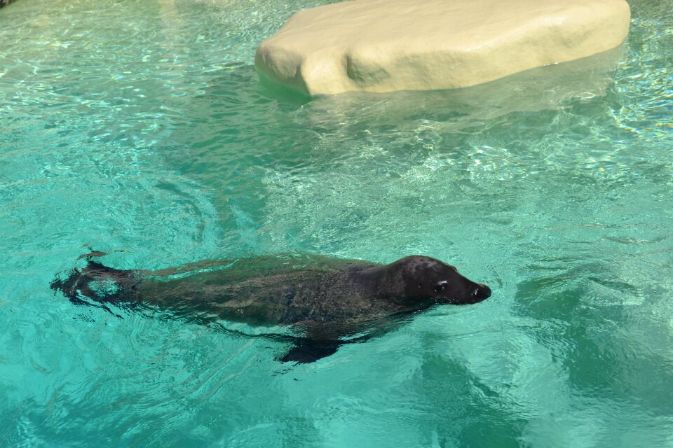 Water sea animals