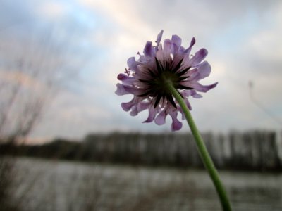 20121130Tauben-Skabiose_Ketsch1