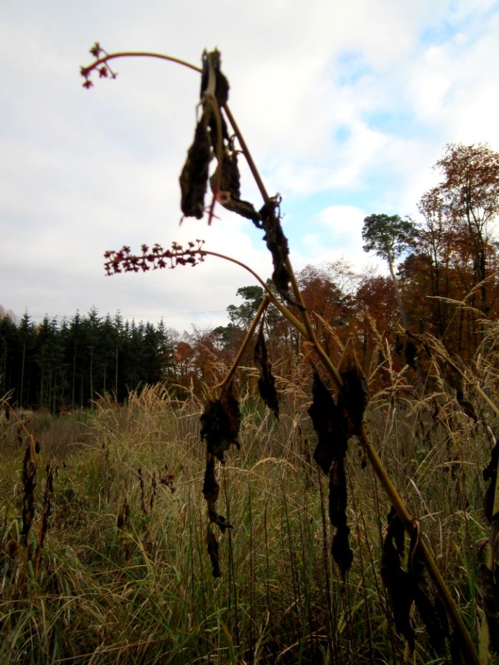 20121112Kermesbeere_St_Leon2