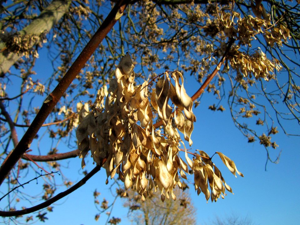 20121113Goetterbaum_Hockenheim2