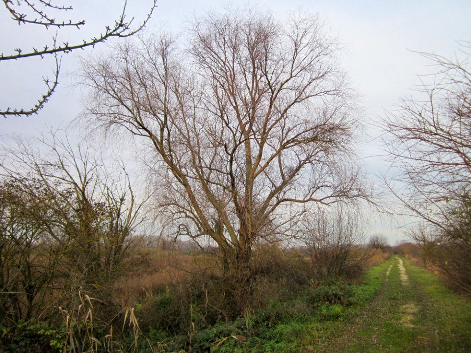 20121201Wagbachniederung4