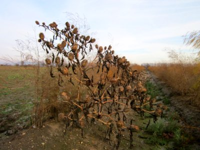 20121201Stechapfel_Reilingen1