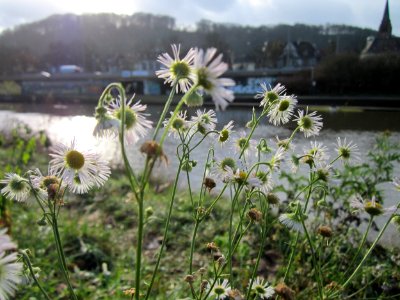20121206Erigeron_annuus