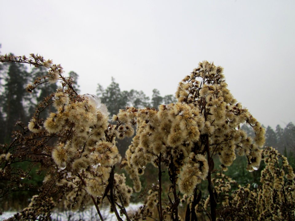 20121202Schwetzinger_Hardt13