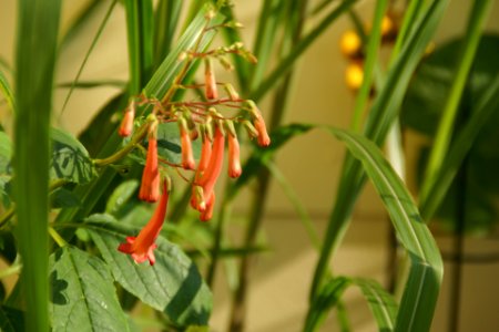 2013.07.13.083416_Fuchsia_denticulata_Heidelberg_Germany