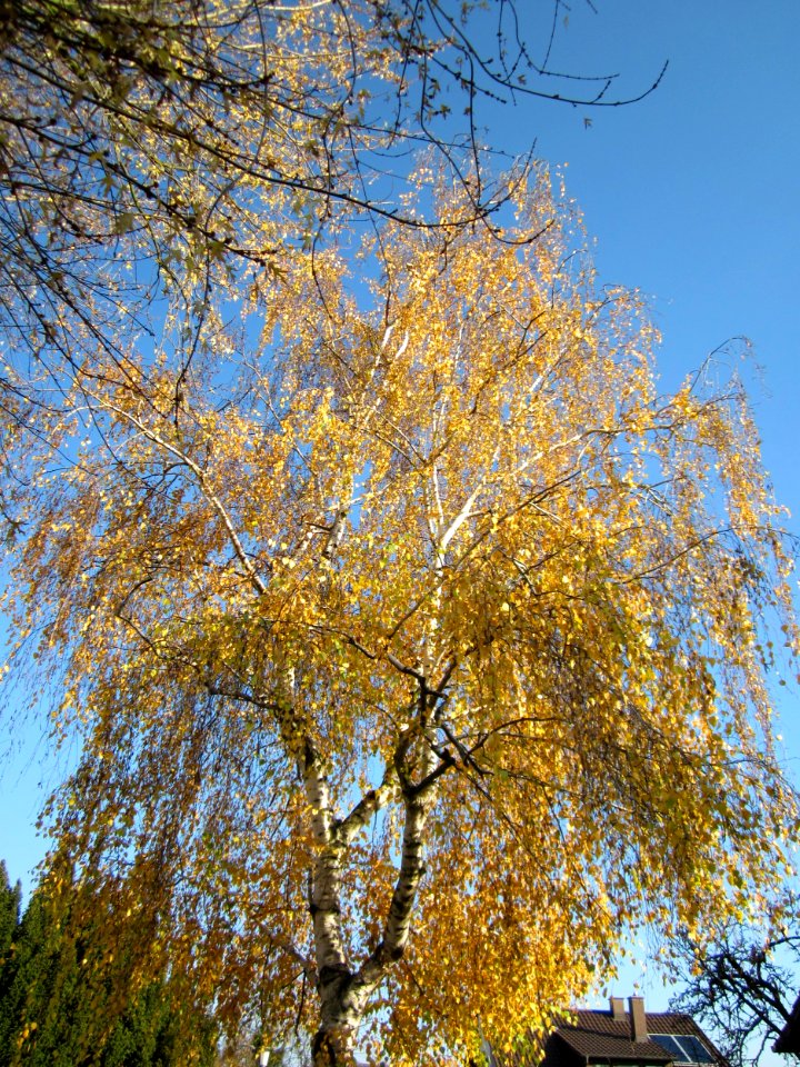 20121113Birke_Hockenheim