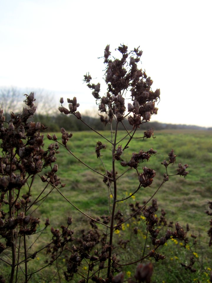 20121201Johanniskraut_Reilingen1