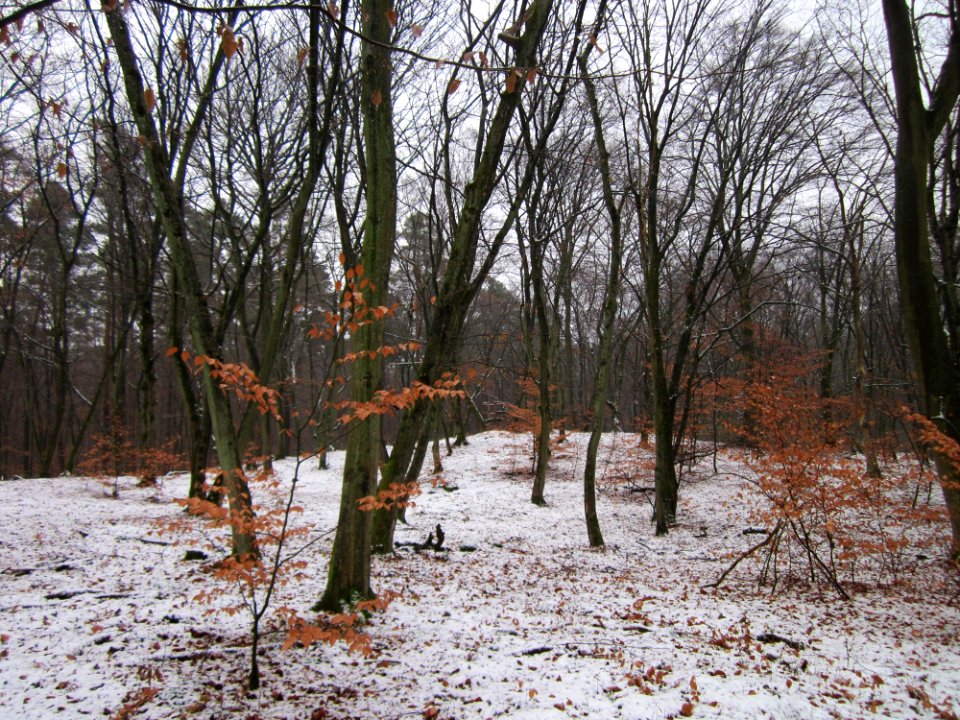 20121202Schwetzinger_Hardt24
