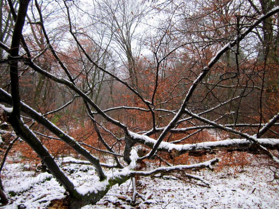 20121202Schwetzinger_Hardt27