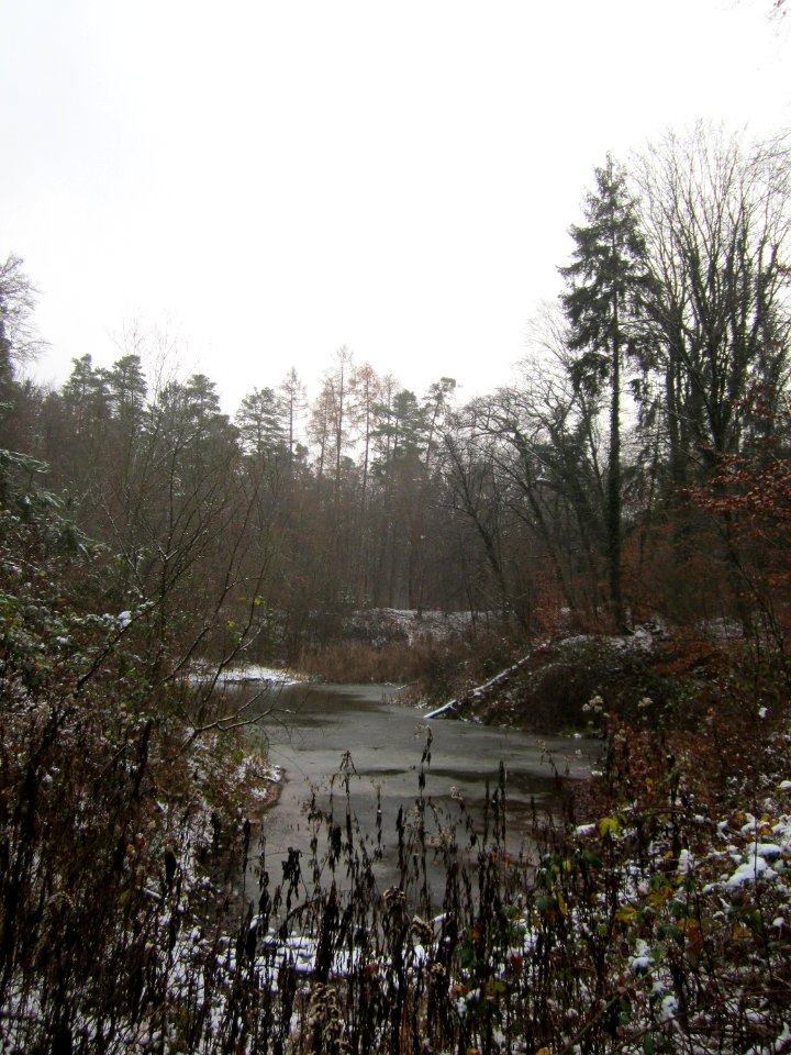 20121202Schwetzinger_Hardt31