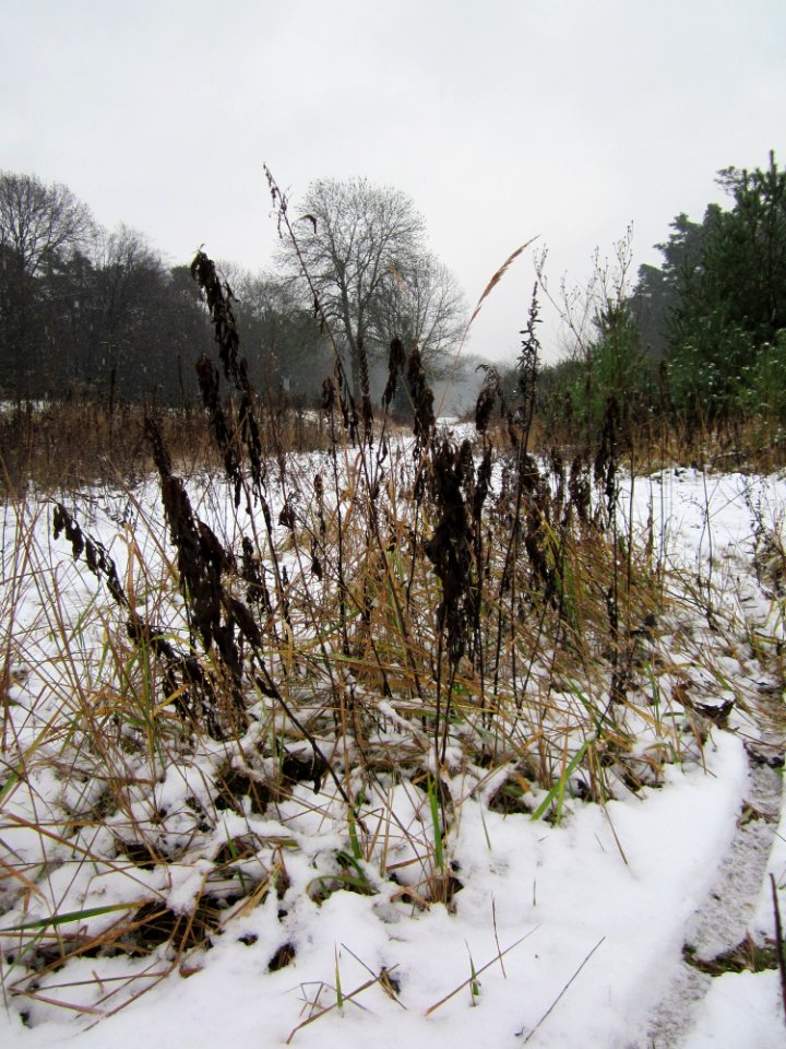 20121202Schwetzinger_Hardt14