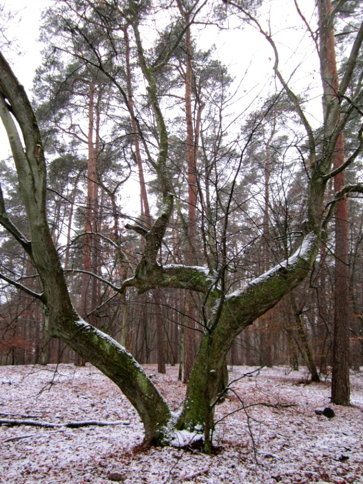 20121202Schwetzinger_Hardt03