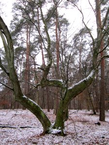 20121202Schwetzinger_Hardt03