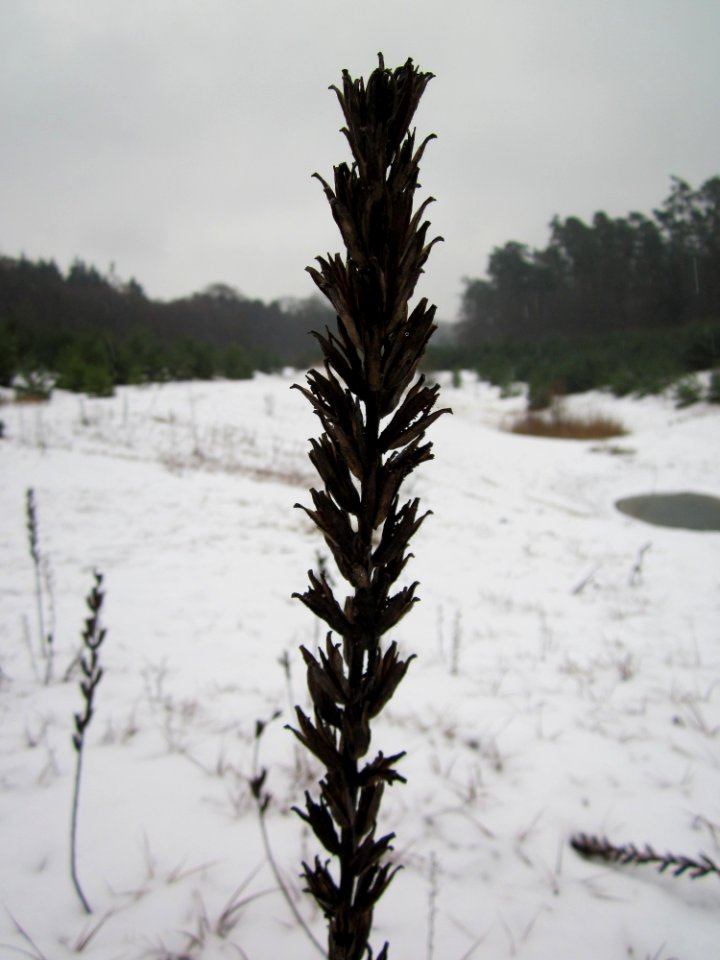 20121202Schwetzinger_Hardt08