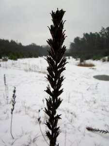 20121202Schwetzinger_Hardt08