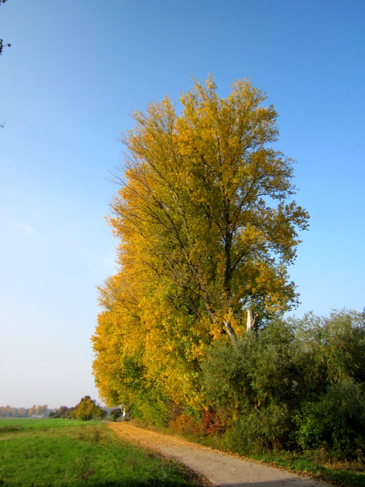 20121023Schwarzpappeln_Ketschau