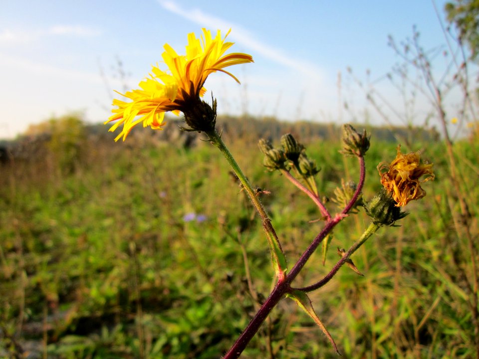 20121022Picris_hieracioides1