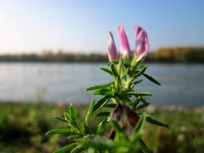 20121023Rhein_Hockenheim4