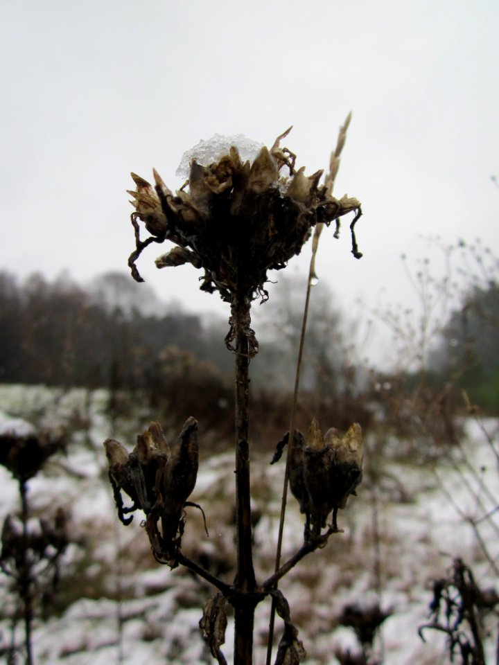 20121202Schwetzinger_Hardt11
